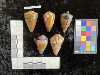CsangAR013; 43.5x27x39.5 dorsal photo thumbnail