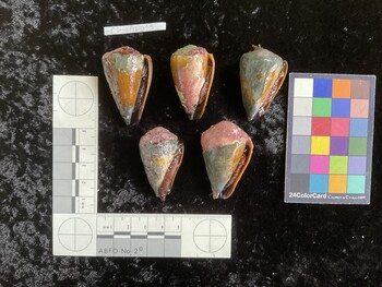 CsangAR013; 43.5x27x39.5 ventral photo thumbnail