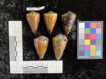 CsangAR018; 41.5x21.5x36.5 dorsal photo thumbnail