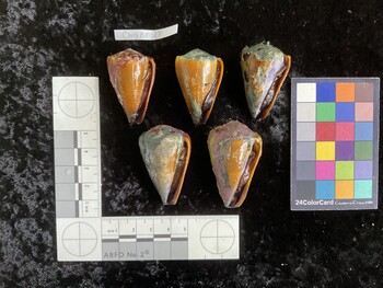 CsangAR018; 41.5x21.5x36.5 ventral photo thumbnail