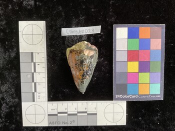 CsangAR023; 50*x29.5x41.5 dorsal photo thumbnail