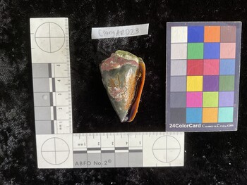 CsangAR023; 50*x29.5x41.5 ventral photo thumbnail