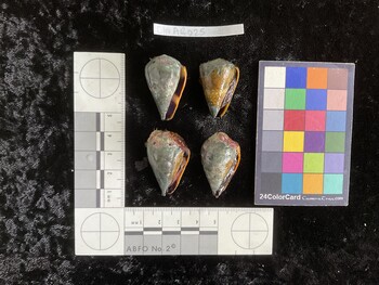 ClivAR025; 33.5x21x28.5 ventral photo thumbnail