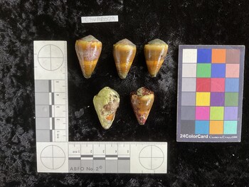 ClivAR029; 32.5x20.5x27.5 dorsal photo thumbnail
