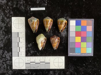 ClivAR029; 32.5x20.5x27.5 ventral photo thumbnail