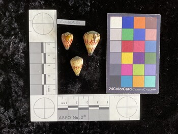 CspAR130; 16.5x10.5x14.5 dorsal photo thumbnail