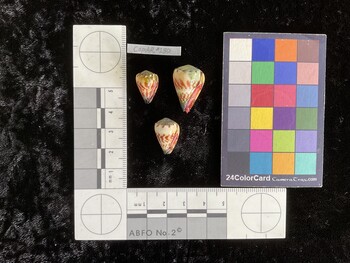 CspAR130; 16.5x10.5x14.5 ventral photo thumbnail