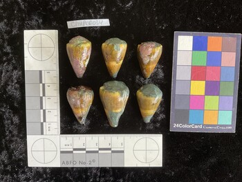 ClivAR034; 30.5x18.5x25 dorsal photo thumbnail