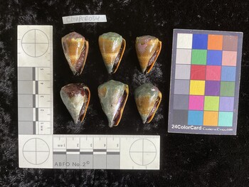ClivAR034; 30.5x18.5x25 ventral photo thumbnail