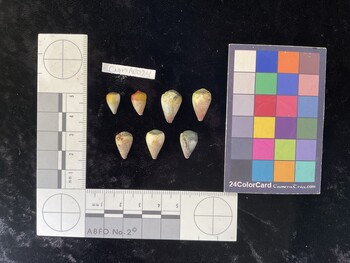 CnanAR024; 11.5x7x10 dorsal photo thumbnail