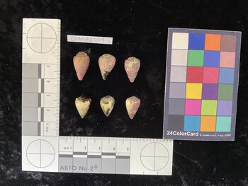 CnanAR031; 19x11x15.5 dorsal photo thumbnail