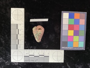 CfrigAR006; 33.5*x20*x25.5 dorsal photo thumbnail