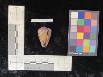 CfrigAR006; 33.5*x20*x25.5 ventral photo thumbnail