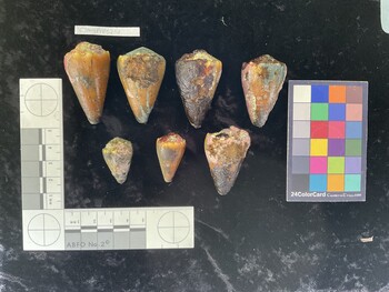 CsangAR028; 29x18x23.5 dorsal photo thumbnail