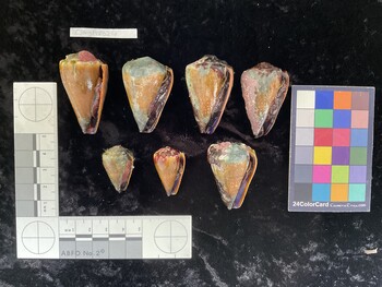 CsangAR028; 29x18x23.5 ventral photo thumbnail