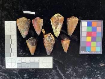 CsangAR031; 44x28.5x38.5 dorsal photo thumbnail