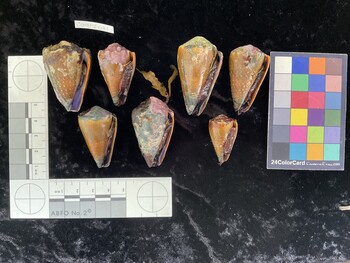 CsangAR031; 44x28.5x38.5 ventral photo thumbnail