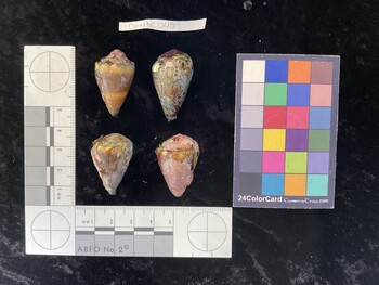ClivAR040; 31*x19x24 dorsal photo thumbnail