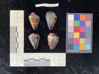 ClivAR040; 31*x19x24 ventral photo thumbnail