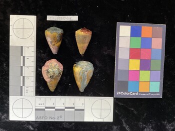 ClivAR044; 26.5x18x23 dorsal photo thumbnail