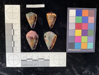 ClivAR044; 26.5x18x23 ventral photo thumbnail
