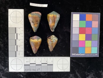 ClivAR048; 32.5x20x29 dorsal photo thumbnail