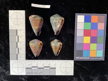 ClivAR048; 32.5x20x29 ventral photo thumbnail