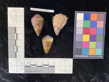 ClivAR052; 32.5*x19.5x26.5 dorsal photo thumbnail