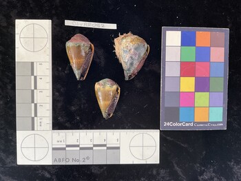 ClivAR052; 32.5*x19.5x26.5 ventral photo thumbnail