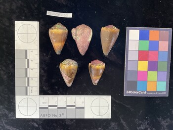 ClivAR055; 33x20x26 dorsal photo thumbnail