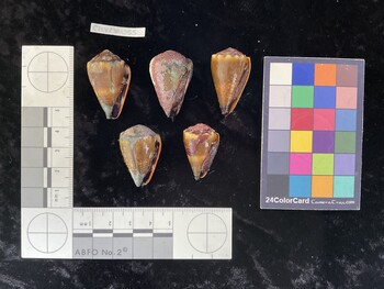 ClivAR055; 33x20x26 ventral photo thumbnail