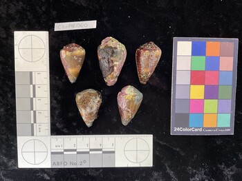 ClivAR060; 29.5x18.5x24.5 dorsal photo thumbnail
