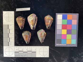 ClivAR060; 29.5x18.5x24.5 ventral photo thumbnail