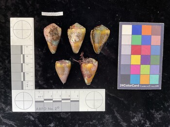 ClivAR065; 32.5*x18.5x26.5 dorsal photo thumbnail