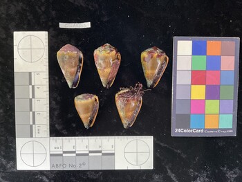 ClivAR065; 32.5*x18.5x26.5 ventral photo thumbnail