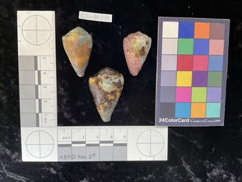 ClivAR070; 33x20x28 dorsal photo thumbnail