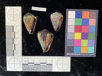 ClivAR070; 33x20x28 ventral photo thumbnail