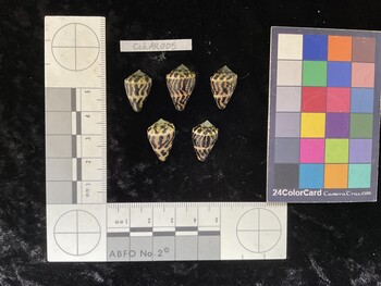 CchAR005; 17.5x11.5x13.5 dorsal photo thumbnail