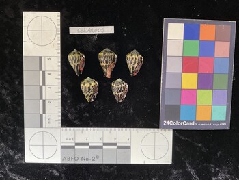 CchAR005; 17.5x11.5x13.5 ventral photo thumbnail