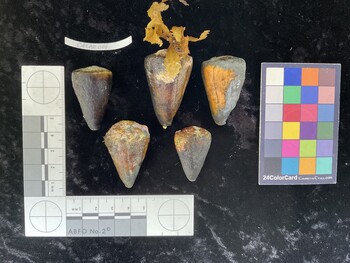 CflAR006; 38x24x36 dorsal photo thumbnail