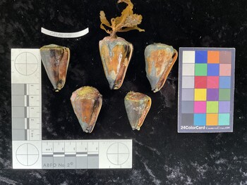 CflAR006; 38x24x36 ventral photo thumbnail