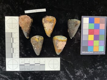 CflAR011; 36.5x24x33 dorsal photo thumbnail