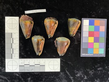 CflAR011; 36.5x24x33 ventral photo thumbnail