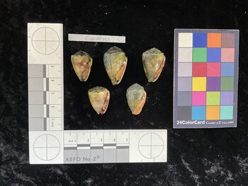 CcorAR021; 23x15.5x18 ventral photo thumbnail