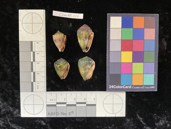 CcorAR026; 20.5x13x15 ventral photo thumbnail