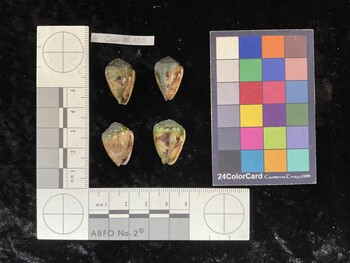 CcorAR030; 22x14.5x16.5 ventral photo thumbnail