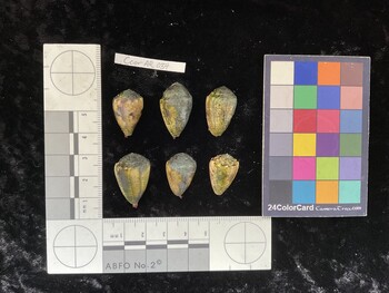 CcorAR034; 21.5x14x17 dorsal photo thumbnail