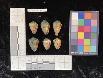 CcorAR034; 21.5x14x17 ventral photo thumbnail