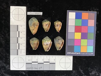 CcorAR041; 20.5x14x15.5 ventral photo thumbnail
