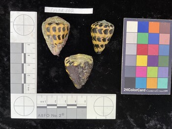 CebAR062; 35.5*x24x29 dorsal photo thumbnail